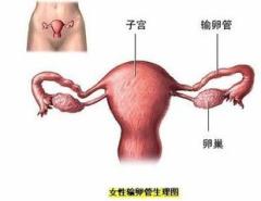 在中信湘雅借卵做试管进入周期打降调后是不是就快了