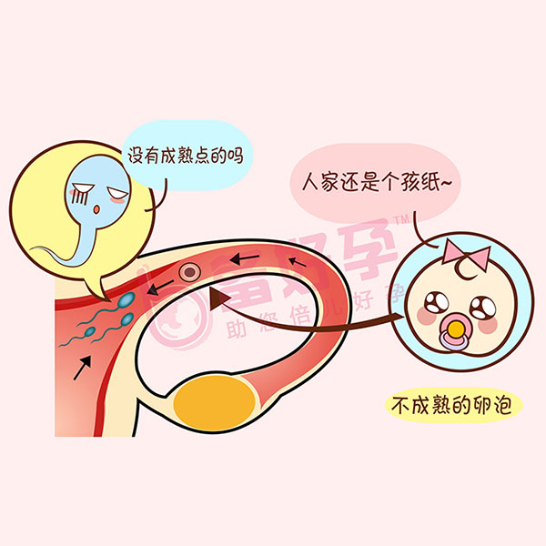 试管囊胚解冻移植流程