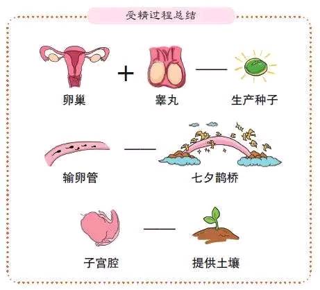 试管囊胚解冻移植流程